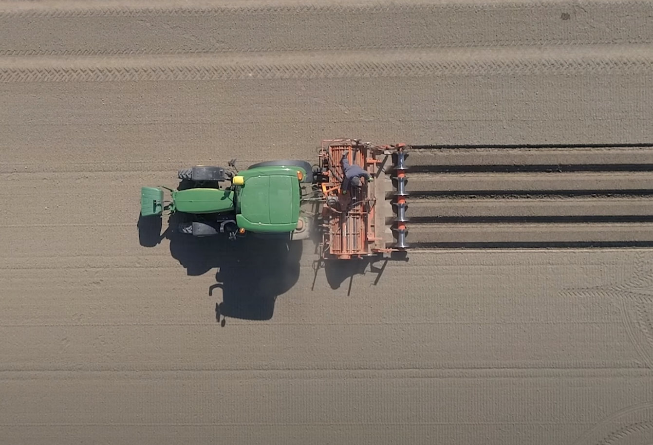 Holland Onions_Onion Ridge Cultivation