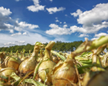 photography skillful harvesting