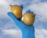 photography groundbreaking dutch onion science