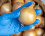 photography groundbreaking dutch onion science