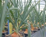 photography groundbreaking dutch onion science