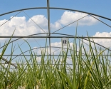 photography groundbreaking dutch onion science