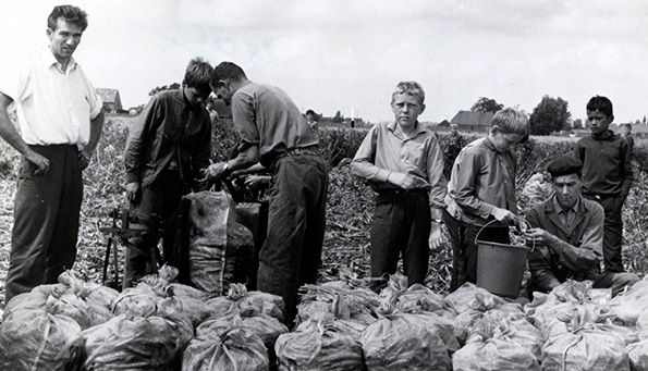 holland_onions_beginning 20th century