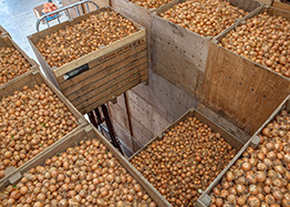 Holland_Onions_20%_onion export market share